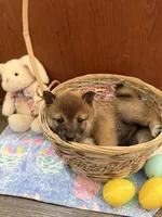 Hana, a female Shiba Inu for sale in Mesa, AZ – Photo 7 of 9
