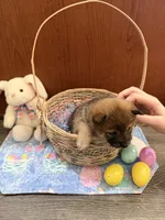 Hana, a female Shiba Inu for sale in Mesa, AZ – Photo 5 of 9