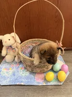 Hana, a female Shiba Inu for sale in Mesa, AZ – Photo 6 of 9