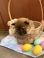 Hana, a female Shiba Inu for sale in Mesa, AZ – Photo 3 of 9