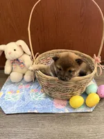Hana, a female Shiba Inu for sale in Mesa, AZ – Photo 8 of 9