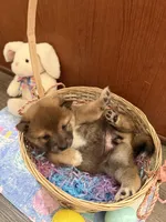 Hana, a female Shiba Inu for sale in Mesa, AZ – Photo 4 of 9