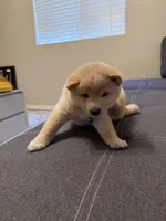 Yuki, a male Shiba Inu for sale in Gilbert, AZ – 9 of 10