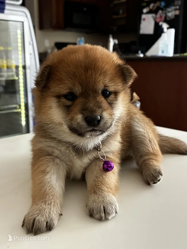 Akira – Shiba Inu puppy for sale in Gilbert, AZ