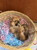 Akira, a female Shiba Inu for sale in Mesa, AZ – Photo 5 of 8