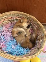 Akira, a female Shiba Inu for sale in Mesa, AZ – Photo 4 of 8