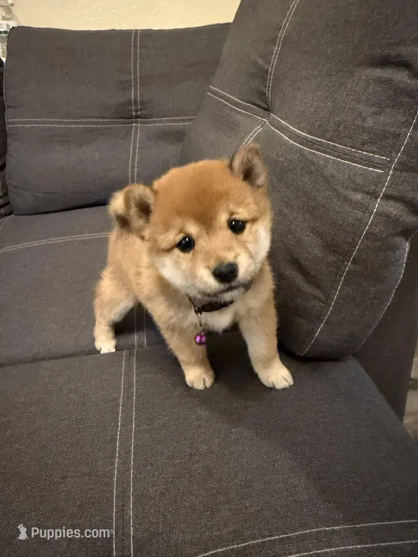 Akira – Shiba Inu puppy on hold in Gilbert, AZ