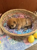 Akira, a female Shiba Inu for sale in Mesa, AZ – Photo 7 of 8