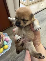 Akira, a female Shiba Inu for sale in Mesa, AZ – Photo 2 of 8