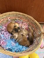 Akira, a female Shiba Inu for sale in Mesa, AZ – Photo 6 of 8