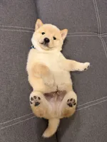 Yuki, a male Shiba Inu for sale in Gilbert, AZ – 10 of 10