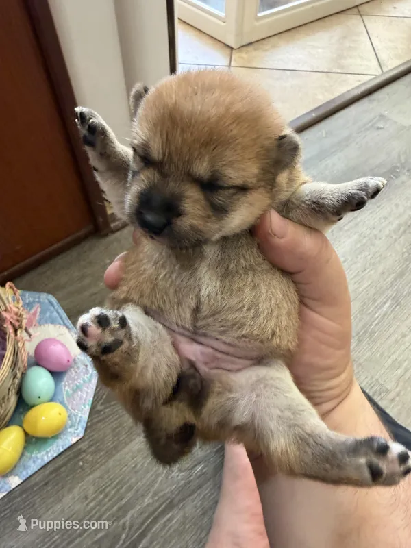 Akira – Shiba Inu puppy for sale in Mesa, AZ