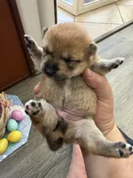 Akira, a female Shiba Inu for sale in Mesa, AZ – Photo 1 of 8