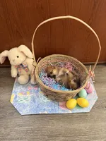 Akira, a female Shiba Inu for sale in Mesa, AZ – Photo 8 of 8