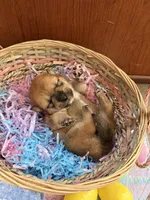 Akira, a female Shiba Inu for sale in Mesa, AZ – Photo 3 of 8