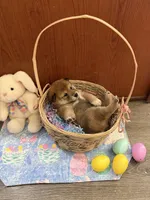 Nori, a female Shiba Inu for sale in Mesa, AZ – Photo 8 of 10