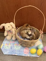 Nori, a female Shiba Inu for sale in Mesa, AZ – Photo 10 of 10