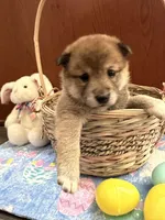 Nori, a female Shiba Inu for sale in Mesa, AZ – Photo 2 of 10
