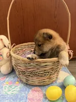 Nori, a female Shiba Inu for sale in Mesa, AZ – Photo 6 of 10