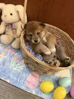 Nori, a female Shiba Inu for sale in Mesa, AZ – Photo 7 of 10