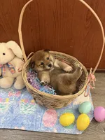 Nori, a female Shiba Inu for sale in Mesa, AZ – Photo 9 of 10