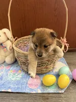 Nori, a female Shiba Inu for sale in Mesa, AZ – Photo 4 of 10