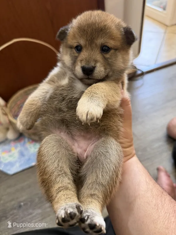 Nori – Shiba Inu puppy for sale in Mesa, AZ