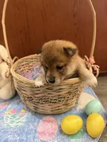 Nori, a female Shiba Inu for sale in Mesa, AZ – Photo 3 of 10