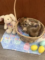 Nori, a female Shiba Inu for sale in Mesa, AZ – Photo 5 of 10