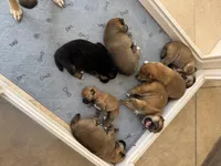 PRESALE SHIBA INU PUPPY DEPOSIT, a male Shiba Inu for sale in Mesa, AZ – Photo 3 of 10