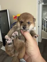 PRESALE SHIBA INU PUPPY DEPOSIT, a male Shiba Inu for sale in Mesa, AZ – Photo 1 of 10