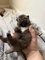 PRESALE SHIBA INU PUPPY DEPOSIT, a male Shiba Inu for sale in Mesa, AZ – Photo 9 of 10