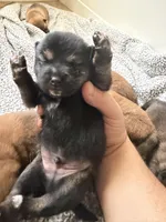 PRESALE SHIBA INU PUPPY DEPOSIT, a male Shiba Inu for sale in Mesa, AZ – Photo 4 of 10