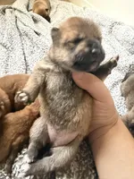 PRESALE SHIBA INU PUPPY DEPOSIT, a male Shiba Inu for sale in Mesa, AZ – Photo 7 of 10