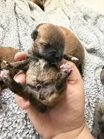 PRESALE SHIBA INU PUPPY DEPOSIT, a male Shiba Inu for sale in Mesa, AZ – Photo 6 of 10