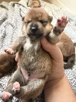 PRESALE SHIBA INU PUPPY DEPOSIT, a male Shiba Inu for sale in Mesa, AZ – Photo 5 of 10