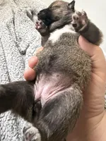 PRESALE SHIBA INU PUPPY DEPOSIT, a male Shiba Inu for sale in Mesa, AZ – Photo 8 of 10