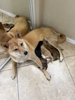 PRESALE SHIBA INU PUPPY DEPOSIT, a male Shiba Inu for sale in Mesa, AZ – Photo 2 of 10