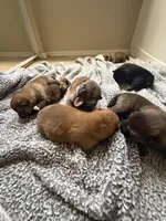 PRESALE SHIBA INU PUPPY DEPOSIT, a male Shiba Inu for sale in Mesa, AZ – Photo 10 of 10