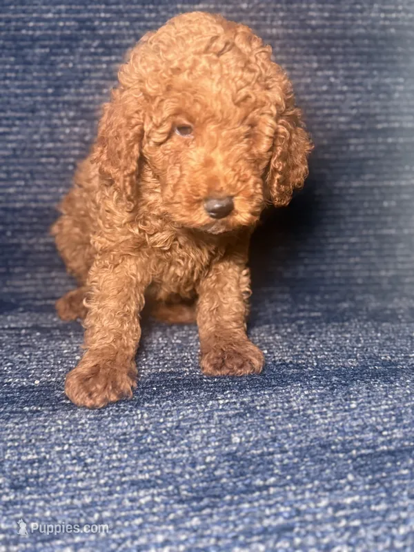 Rudy – Poodle - Miniature  puppy for sale in Brooklyn, NY