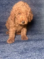 Rudy, a female Poodle - Miniature  for sale in Brooklyn, NY – 1 of 8
