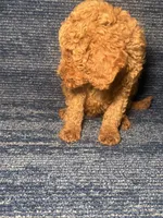 Rudy, a female Poodle - Miniature  for sale in Brooklyn, NY – 5 of 8