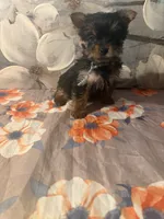 Theo, a male Yorkshire Terrier for sale in Brooklyn, NY – Photo 3 of 4