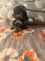 Theo, a male Yorkshire Terrier for sale in Brooklyn, NY – Photo 1 of 4