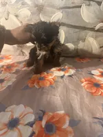 Theo, a male Yorkshire Terrier for sale in Brooklyn, NY – Photo 2 of 4