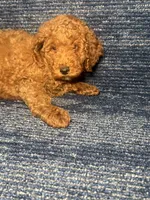 Rudy, a female Poodle - Miniature  for sale in Brooklyn, NY – 3 of 8