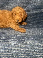 Rudy, a female Poodle - Miniature  for sale in Brooklyn, NY – 7 of 8
