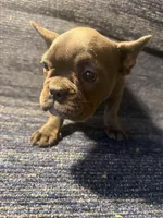 Stormi , a female French Bulldog for sale in Brooklyn, NY – 5 of 6