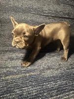 Stormi , a female French Bulldog for sale in Brooklyn, NY – 4 of 6