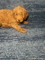 Rudy, a female Poodle - Miniature  for sale in Brooklyn, NY – 6 of 8